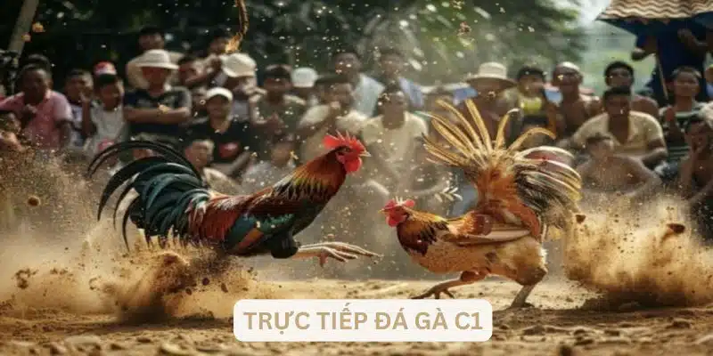 Nguồn gốc trực tiếp đá gà C1